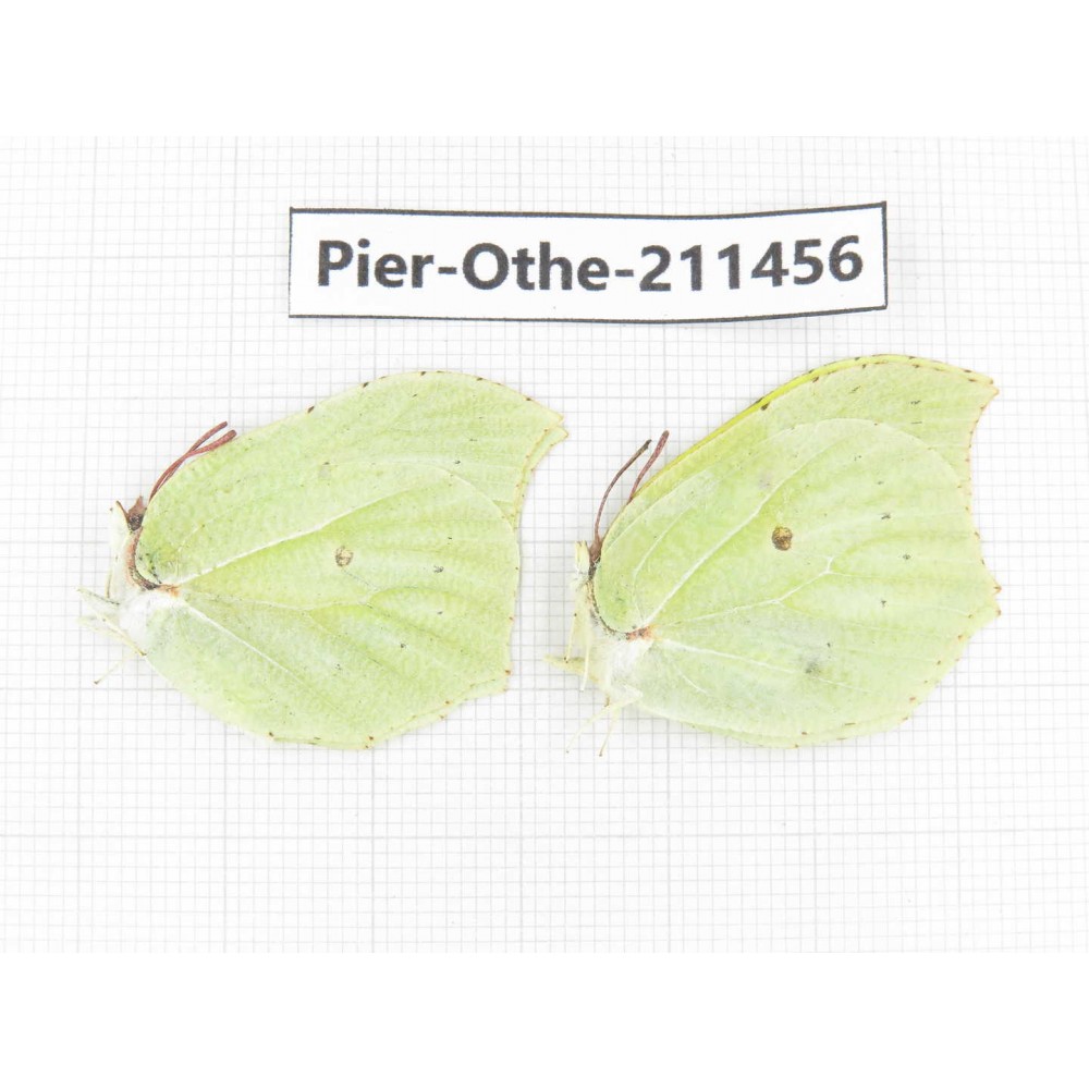 Gonepteryx aspasia ssp. China, Heilongjiang, Mudanjiang. 1P. Pier-Othe-211456.