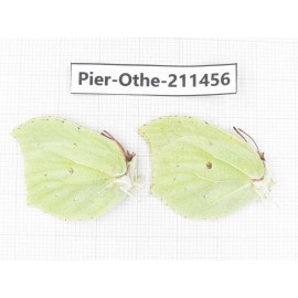 Gonepteryx aspasia ssp. China, Heilongjiang, Mudanjiang. 1P. Pier-Othe-211456.