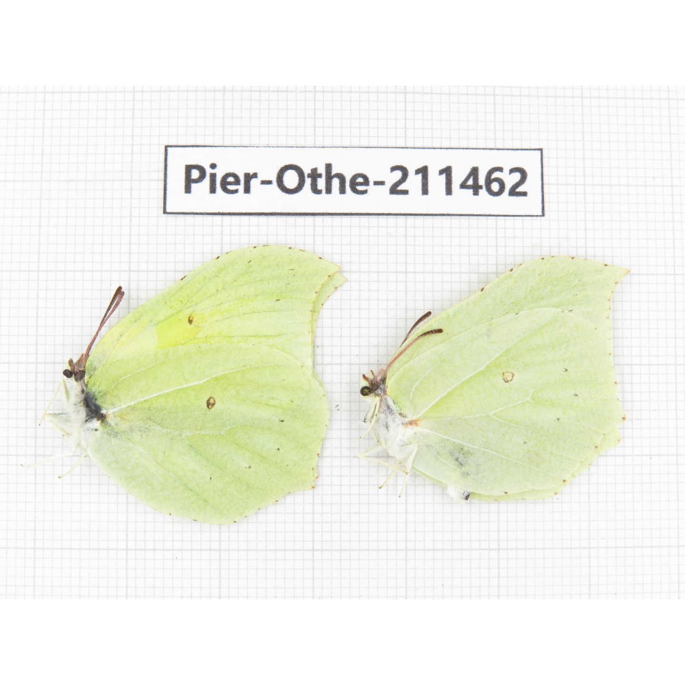 Gonepteryx aspasia ssp. China, Heilongjiang, Mudanjiang. 1P. Pier-Othe-211462.