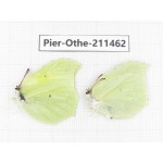 Gonepteryx aspasia ssp. China, Heilongjiang, Mudanjiang. 1P. Pier-Othe-211462.