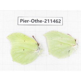 Gonepteryx aspasia ssp. China, Heilongjiang, Mudanjiang. 1P. Pier-Othe-211462.