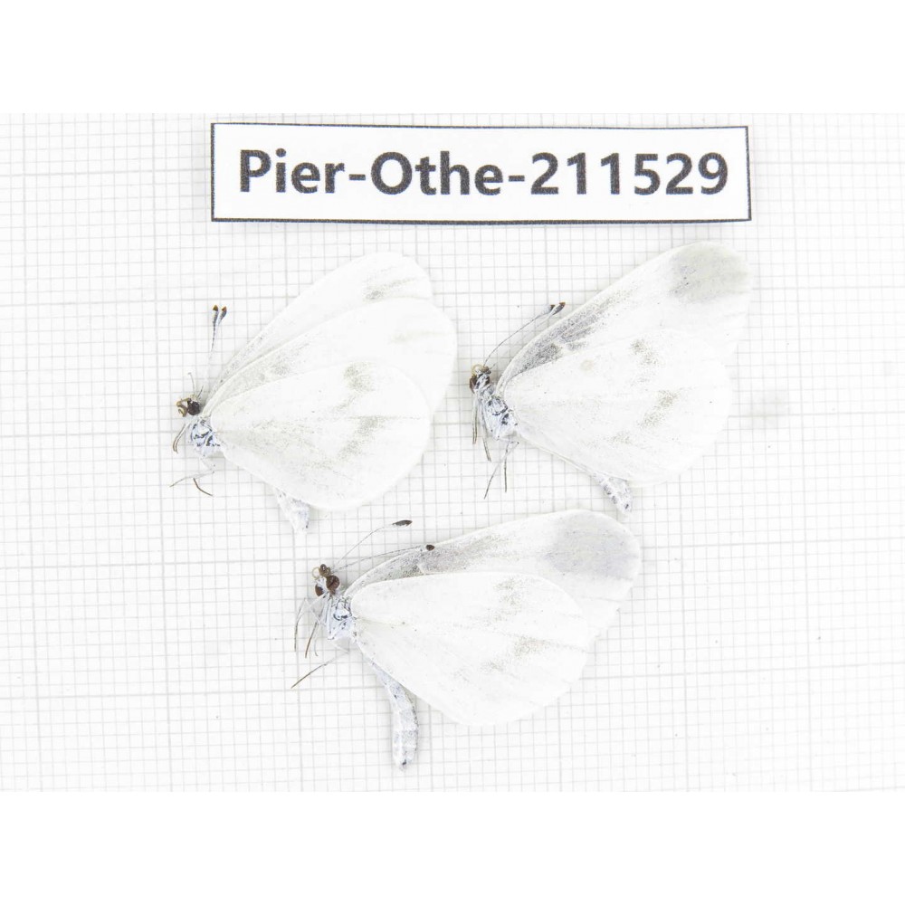 Leptidea morsei ssp. China, Heilongjiang, Mudanjiang. 2M1F. Pier-Othe-211529.