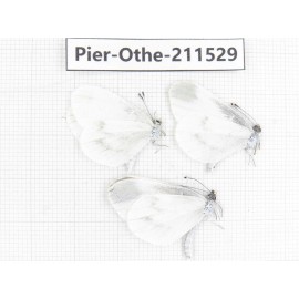 Leptidea morsei ssp. China, Heilongjiang, Mudanjiang. 2M1F. Pier-Othe-211529.