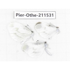 Leptidea morsei ssp. China, Heilongjiang, Mudanjiang. 2M1F. Pier-Othe-211531.