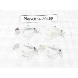 Leptidea morsei ssp. China, Heilongjiang, Mudanjiang. 4M. Pier-Othe-20469.