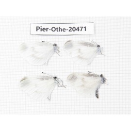 Leptidea morsei ssp. China, Heilongjiang, Mudanjiang. 4M. Pier-Othe-20471.