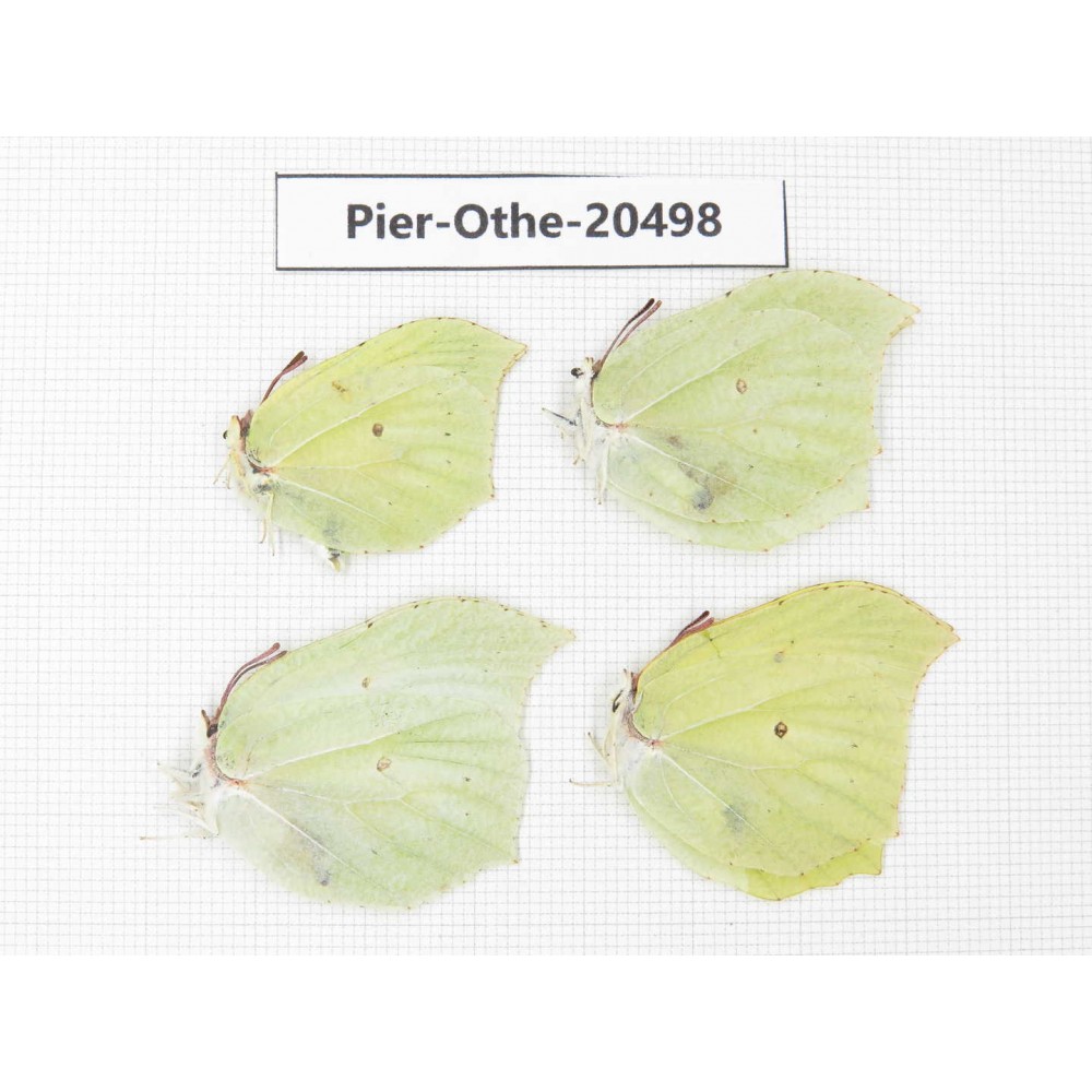 Gonepteryx aspasia ssp. China, Heilongjiang, Mudanjiang. 4M. Pier-Othe-20498.