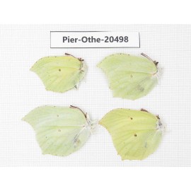 Gonepteryx aspasia ssp. China, Heilongjiang, Mudanjiang. 4M. Pier-Othe-20498.