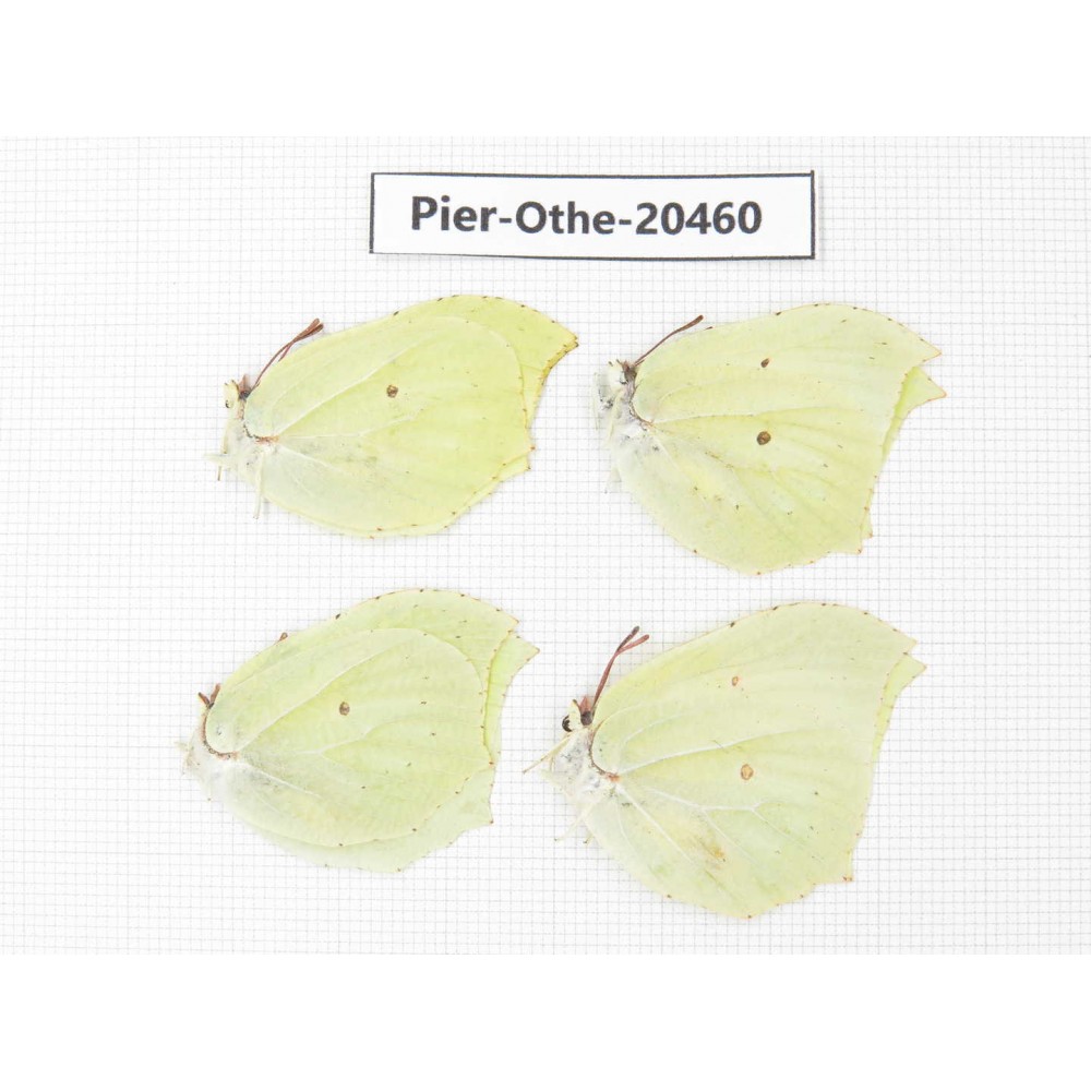 Gonepteryx aspasia ssp. China, Jilin, Mt.Changbaishan. 4M. Pier-Othe-20460.