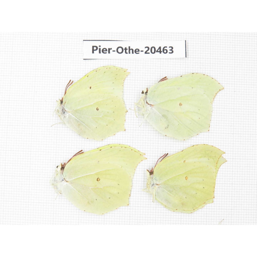 Gonepteryx aspasia ssp. China, Jilin, Mt.Changbaishan. 4M. Pier-Othe-20463.