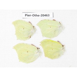 Gonepteryx aspasia ssp. China, Jilin, Mt.Changbaishan. 4M. Pier-Othe-20463.