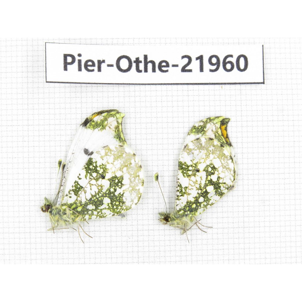 Anthocharis scolymus ssp. China, Liaoning, Shenyang. 2M. Pier-Othe-21960.