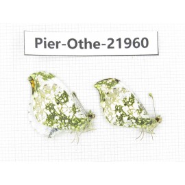 Anthocharis scolymus ssp. China, Liaoning, Shenyang. 2M. Pier-Othe-21960.