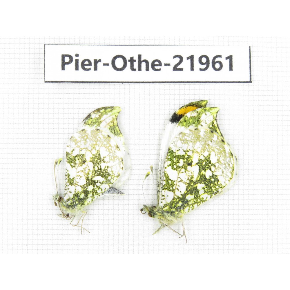 Anthocharis scolymus ssp. China, Liaoning, Shenyang. 2M. Pier-Othe-21961.