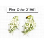 Anthocharis scolymus ssp. China, Liaoning, Shenyang. 2M. Pier-Othe-21961.