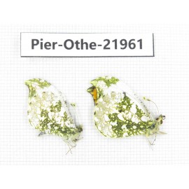 Anthocharis scolymus ssp. China, Liaoning, Shenyang. 2M. Pier-Othe-21961.