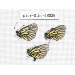 Mesapia peloria peloria. China, Qinghai, Qilian county, Mt.Niuxinshan. 3M. Pier-Othe-18029.