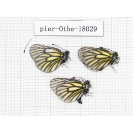 Mesapia peloria peloria. China, Qinghai, Qilian county, Mt.Niuxinshan. 3M. Pier-Othe-18029.