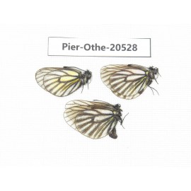 Mesapia peloria peloria. China, Qinhhai, Wulan county, Mt.Wulanbeishan. 3M. Pier-Othe-20528.