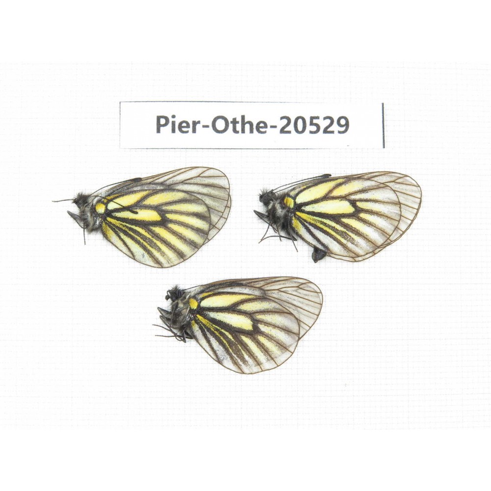 Mesapia peloria peloria. China, Qinhhai, Wulan county, Mt.Wulanbeishan. 3M. Pier-Othe-20529.