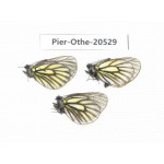 Mesapia peloria peloria. China, Qinhhai, Wulan county, Mt.Wulanbeishan. 3M. Pier-Othe-20529.