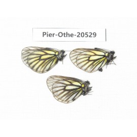 Mesapia peloria peloria. China, Qinhhai, Wulan county, Mt.Wulanbeishan. 3M. Pier-Othe-20529.