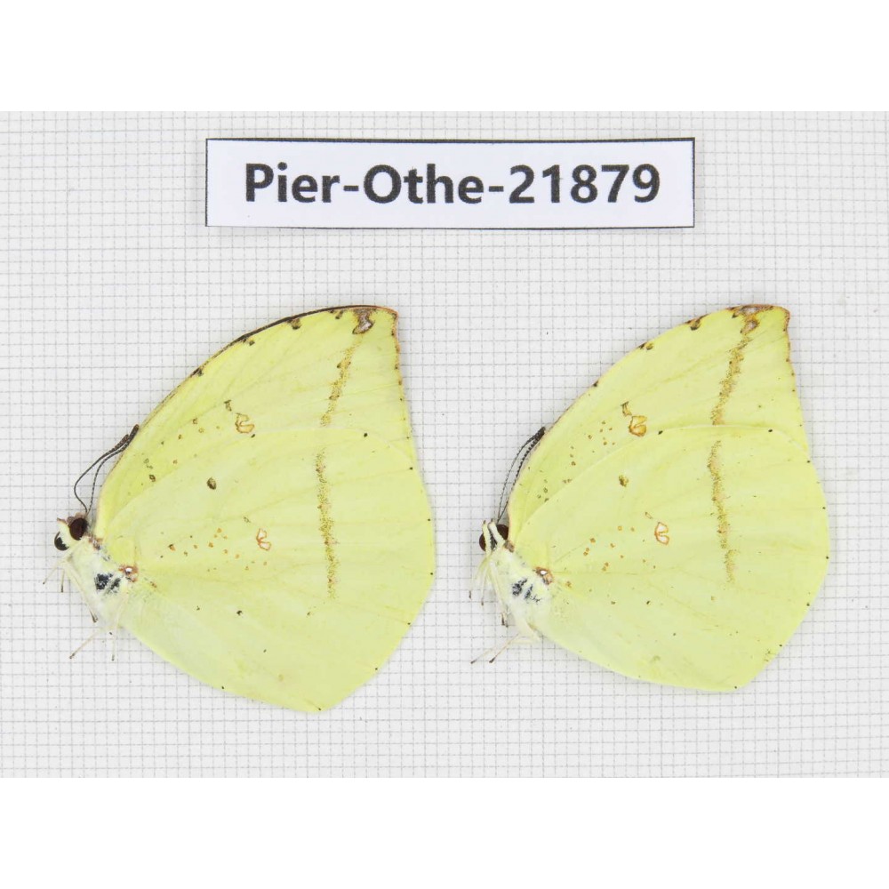 Dercas lycorias ssp. China, Sichuan, Baoxing county. 2M. Pier-Othe-21879.