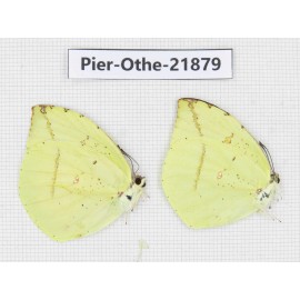 Dercas lycorias ssp. China, Sichuan, Baoxing county. 2M. Pier-Othe-21879.