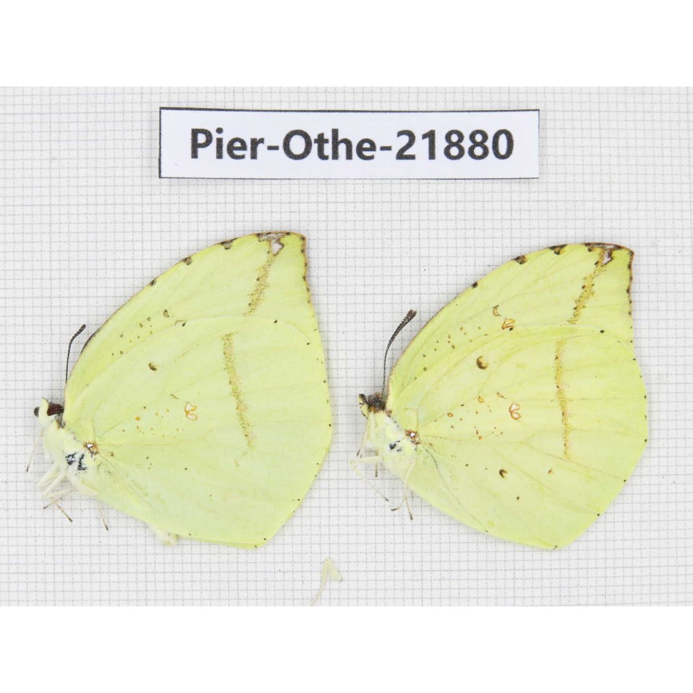 Dercas lycorias ssp. China, Sichuan, Baoxing county. 2M. Pier-Othe-21880.