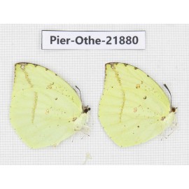 Dercas lycorias ssp. China, Sichuan, Baoxing county. 2M. Pier-Othe-21880.