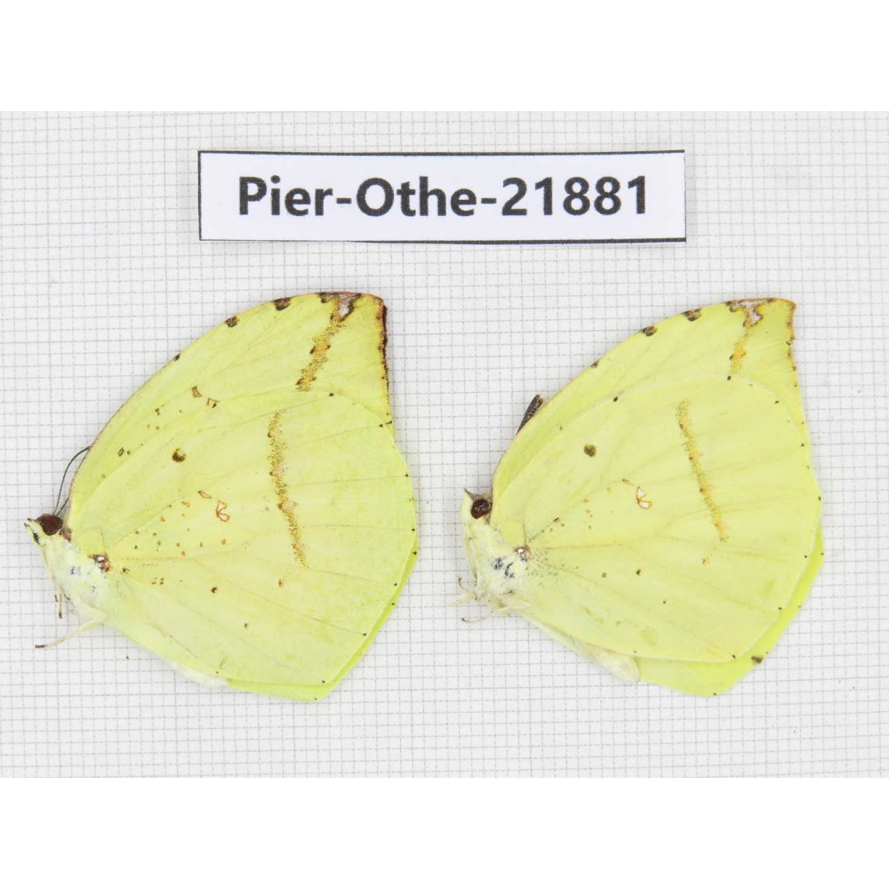 Dercas lycorias ssp. China, Sichuan, Baoxing county. 2M. Pier-Othe-21881.