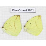 Dercas lycorias ssp. China, Sichuan, Baoxing county. 2M. Pier-Othe-21881.