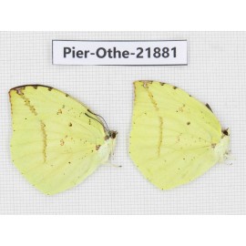 Dercas lycorias ssp. China, Sichuan, Baoxing county. 2M. Pier-Othe-21881.