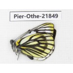 Pieris dubernardi. China, Sichuan, Ganzi, S Slop of Mt.Gonggashan. 1M. Pier-Othe-21849.