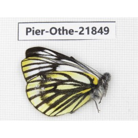 Pieris dubernardi. China, Sichuan, Ganzi, S Slop of Mt.Gonggashan. 1M. Pier-Othe-21849.