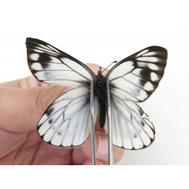 Pieris dubernardi. China, Sichuan, Ganzi, S Slop of Mt.Gonggashan. 1M. Pier-Othe-21849.