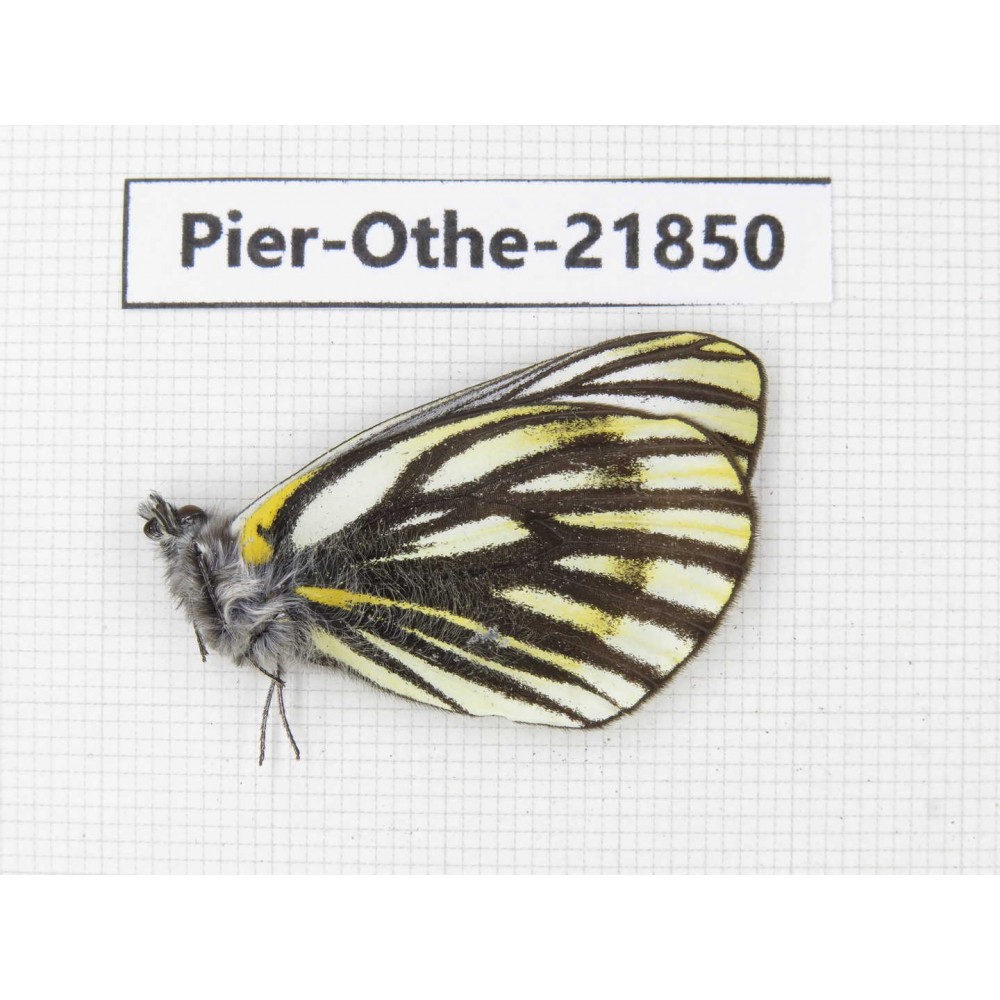 Pieris dubernardi. China, Sichuan, Ganzi, S Slop of Mt.Gonggashan. 1M. Pier-Othe-21850.