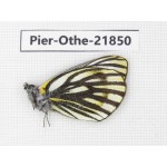 Pieris dubernardi. China, Sichuan, Ganzi, S Slop of Mt.Gonggashan. 1M. Pier-Othe-21850.