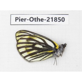 Pieris dubernardi. China, Sichuan, Ganzi, S Slop of Mt.Gonggashan. 1M. Pier-Othe-21850.