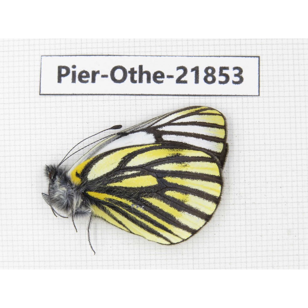 Pieris dubernardi. China, Sichuan, Ganzi, S Slop of Mt.Gonggashan. 1M. Pier-Othe-21853.
