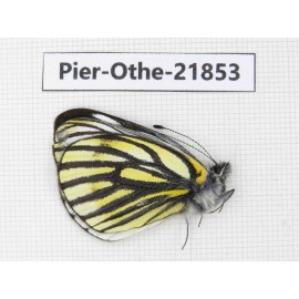 Pieris dubernardi. China, Sichuan, Ganzi, S Slop of Mt.Gonggashan. 1M. Pier-Othe-21853.
