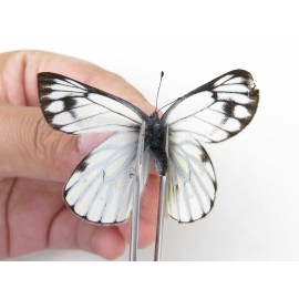 Pieris dubernardi. China, Sichuan, Ganzi, S Slop of Mt.Gonggashan. 1M. Pier-Othe-21853.