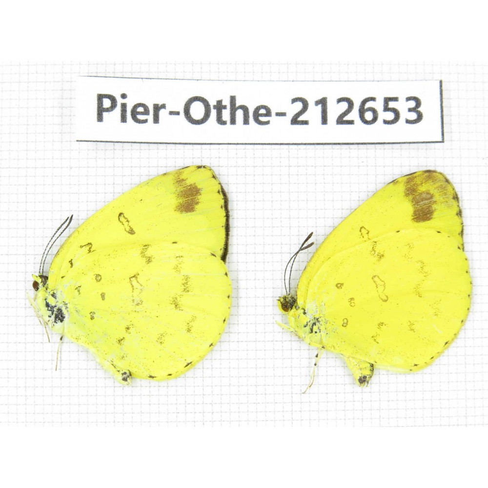 Eurema sp. China, Sichuan, Liangshan area, Dechang county. 2M. Pier-Othe-212653.