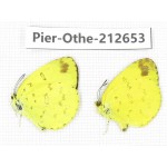 Eurema sp. China, Sichuan, Liangshan area, Dechang county. 2M. Pier-Othe-212653.