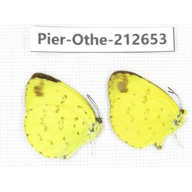 Eurema sp. China, Sichuan, Liangshan area, Dechang county. 2M. Pier-Othe-212653.