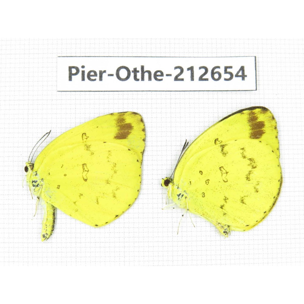 Eurema sp. China, Sichuan, Liangshan area, Dechang county. 2M. Pier-Othe-212654.