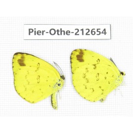 Eurema sp. China, Sichuan, Liangshan area, Dechang county. 2M. Pier-Othe-212654.