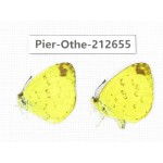 Eurema sp. China, Sichuan, Liangshan area, Dechang county. 2M. Pier-Othe-212655.