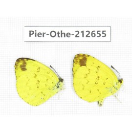 Eurema sp. China, Sichuan, Liangshan area, Dechang county. 2M. Pier-Othe-212655.