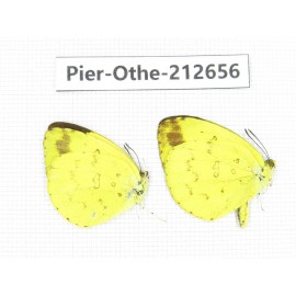 Eurema sp. China, Sichuan, Liangshan area, Dechang county. 2M. Pier-Othe-212656.